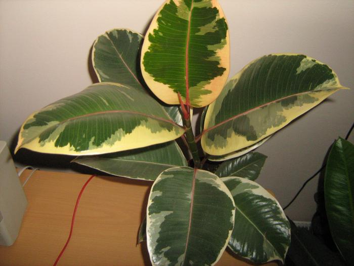 ficus - floricele