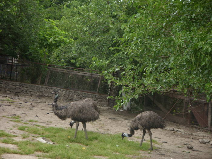 SSWOJQEXCOPEZHKAFQR - gradina zoologica din spania 2008