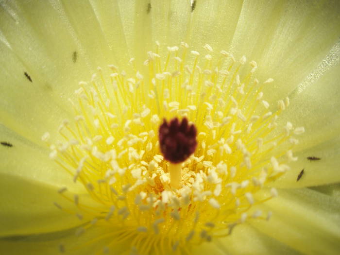 macro de floare de Noto. ottonis - Notocactus