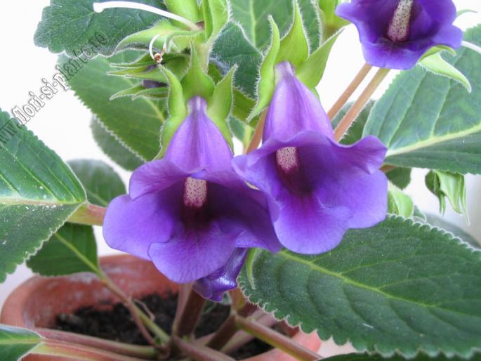 Sinningia speciosa regina 4 - GLOXINIA _ SINNINGIA