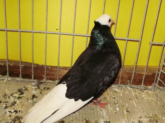 11544 thurgauer monch 1