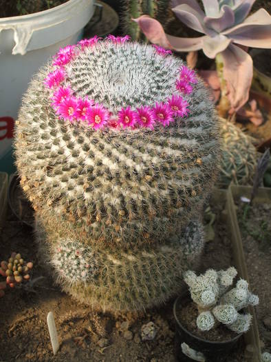 Mammilaria bocensis - colectia mea de cactusi