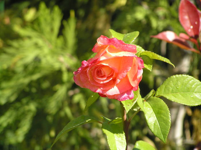 P1010546 - Trandafiri