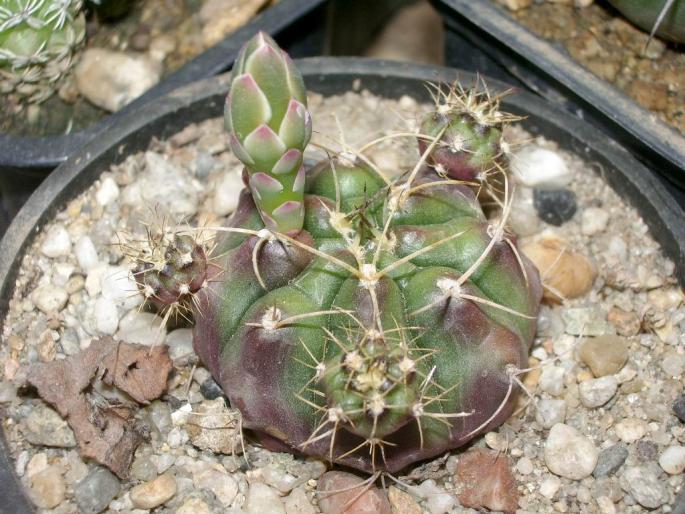 Gymnocalycium asterium