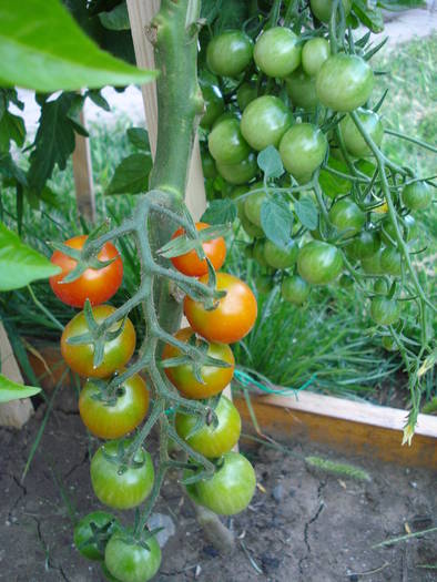 Tomato Sweet Million (2009, July 10)