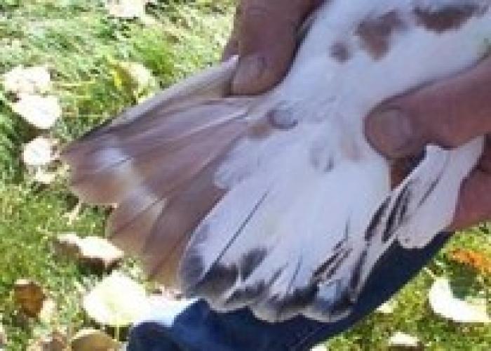 Mosaic American Show Racer cock Red Check & Blue Check2