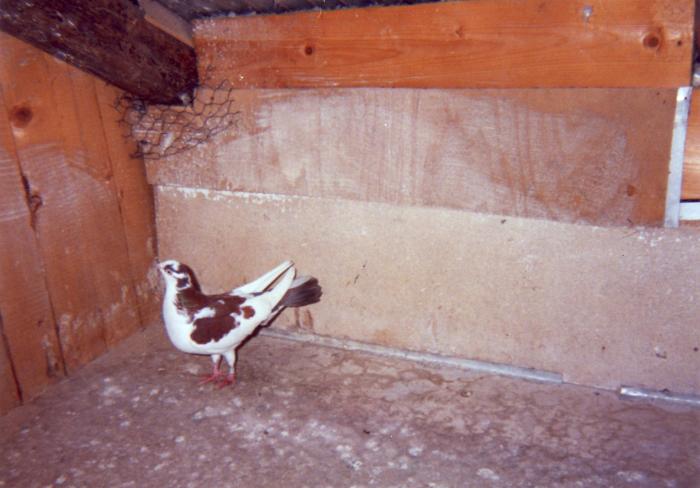 Rosia patata - porumbei din 1993-1995