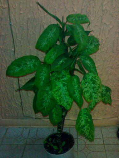 Dieffenbachia