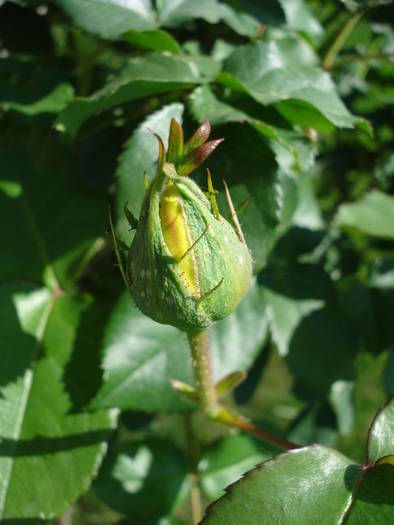 Rose Friesia (2009, May 08)