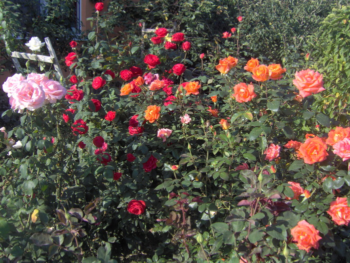 IM000255 - trandafirii in octombrie 2009