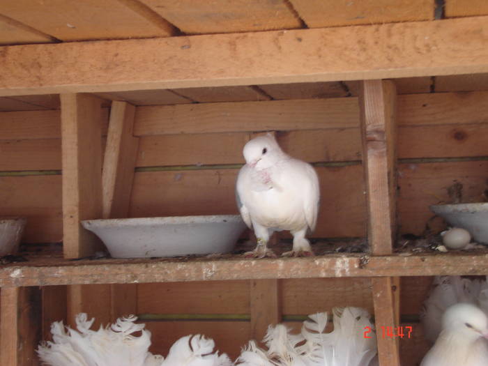 97 - C Porumbei Blueti si Satineti Vechi