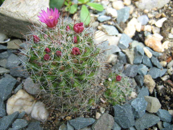IMG_8626 - Cactusi la mosie 27 iunie 2009