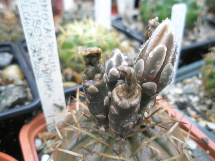 Gymnocalycium tricanthum - fructe si boboc 12.07