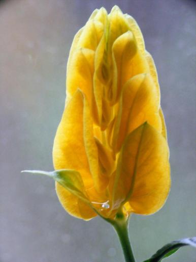 DSCF1656 - Pachistachis Lutea - The flower - EVOLUTION