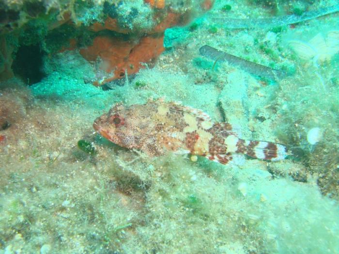 DSC05188 - scuba kusadasi