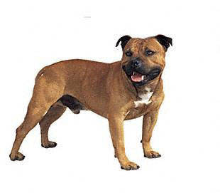 staffordshire_bull_terrier - Terriers