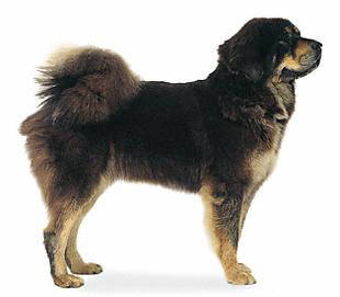 tibetan_mastiff