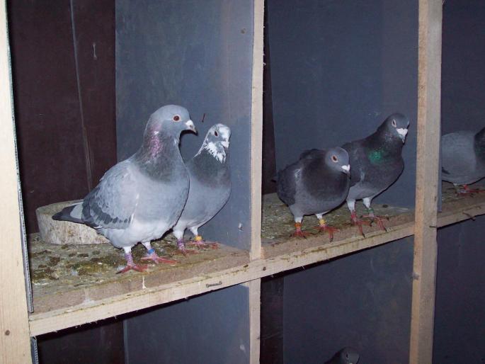 100_0061 - porumbei matca 2008