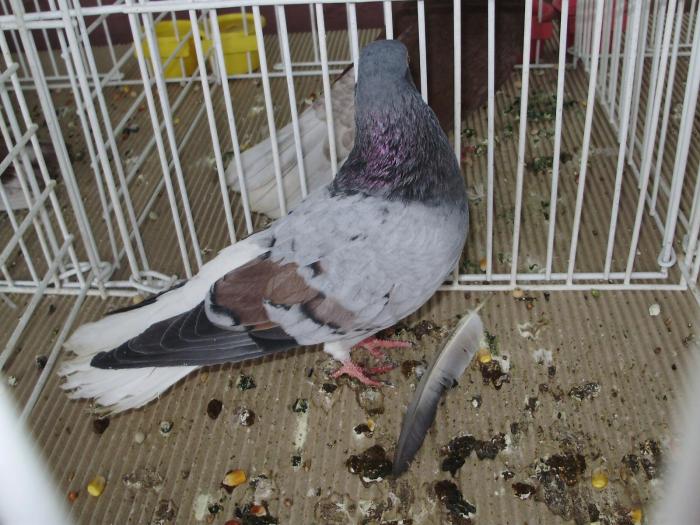 vargat 3 - 1506 2 porumbei rz