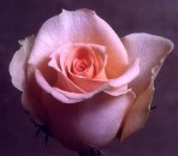 roz - Flori