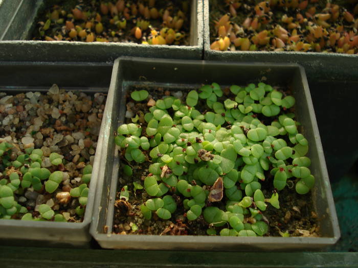 DSC07009