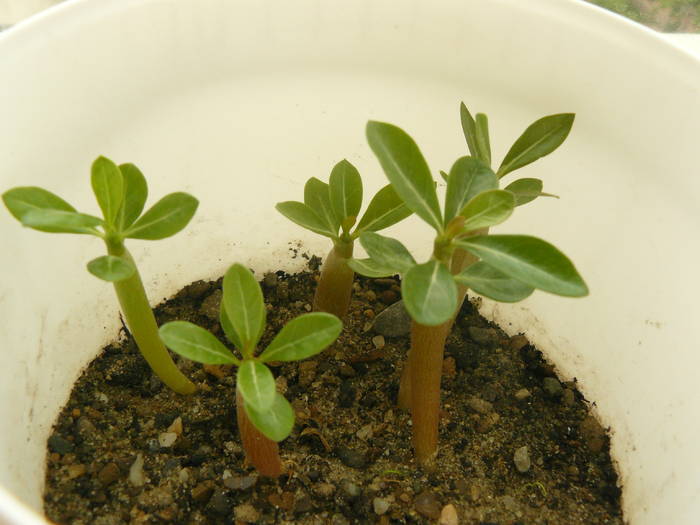 adenium dupa inca 1 luna - puiuti