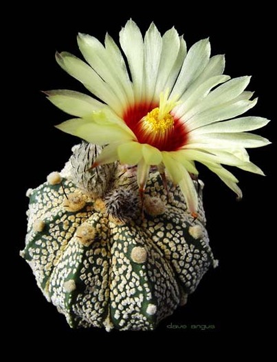 ASTROPHYTUM - cactusi