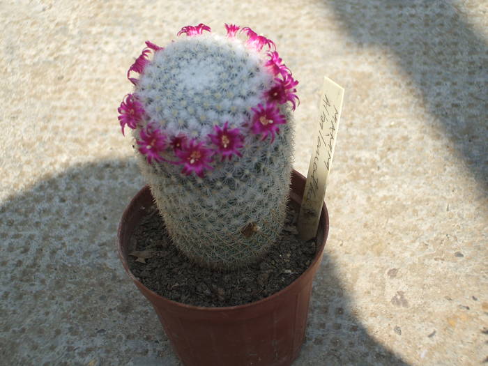 Mammilaria celsiana - colectia mea de cactusi