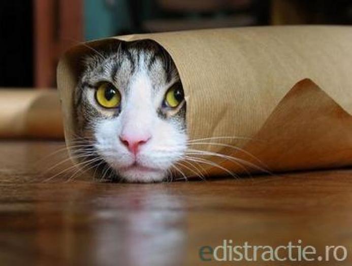 salam de pisica - Pisicile imagini amuzante