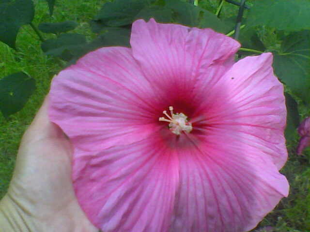 Picture 002 - hibiscus moscheutos