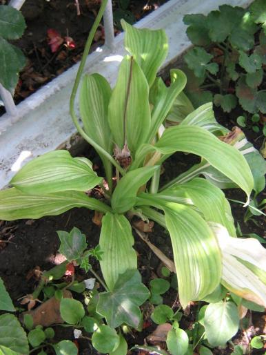 hosta - flori de gradina 2008