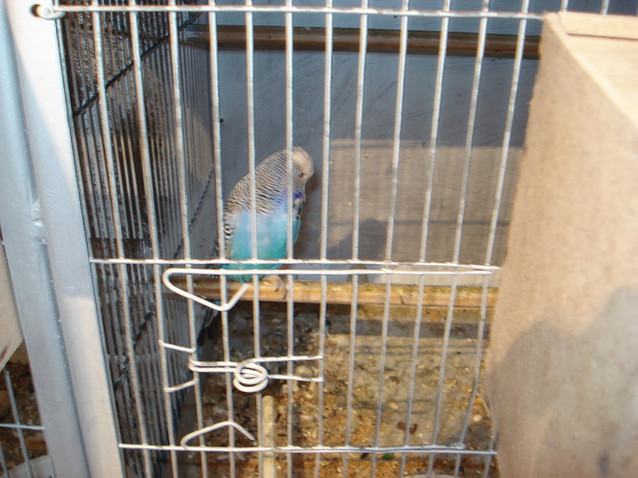 mascul albastru 1 an
