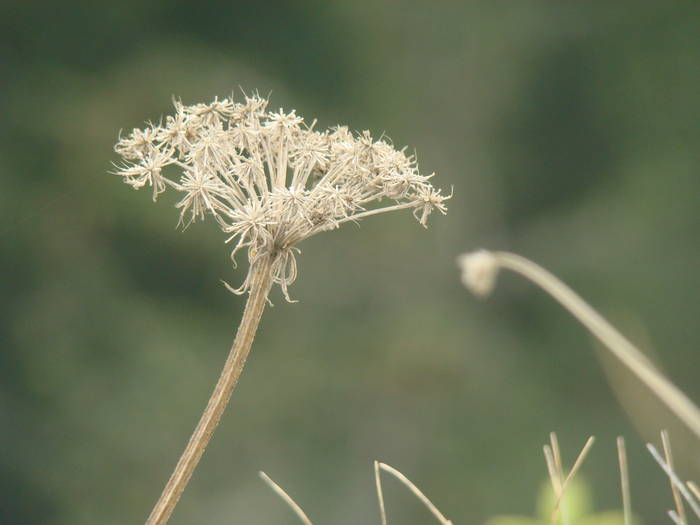 DSC00368