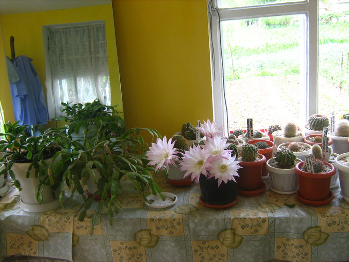 Picture 542; echinopsis multiplex
