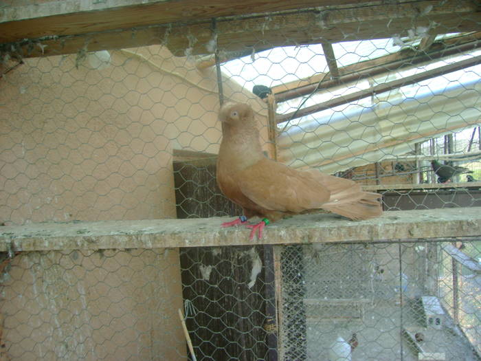 poze porumbei 06.06.2009 119