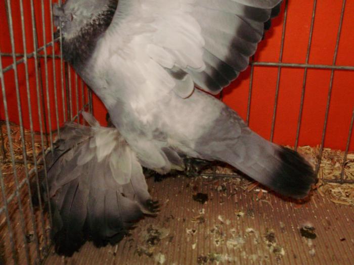 12028a tob germ 1mot 1 - 1505 partea 5