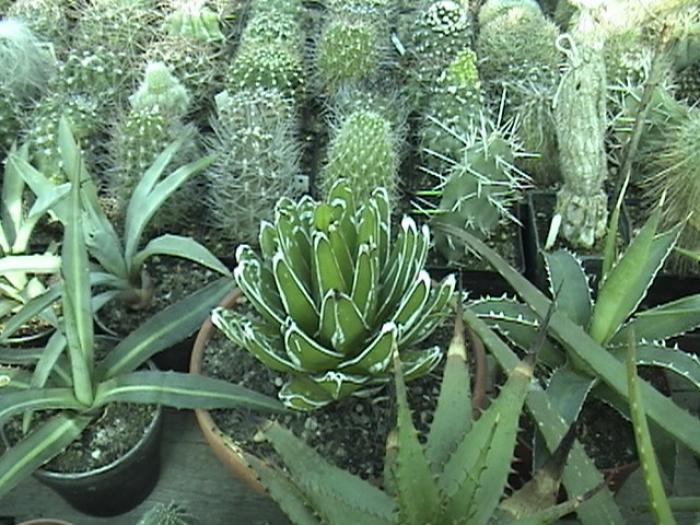 Rajko (20) - Cactusi