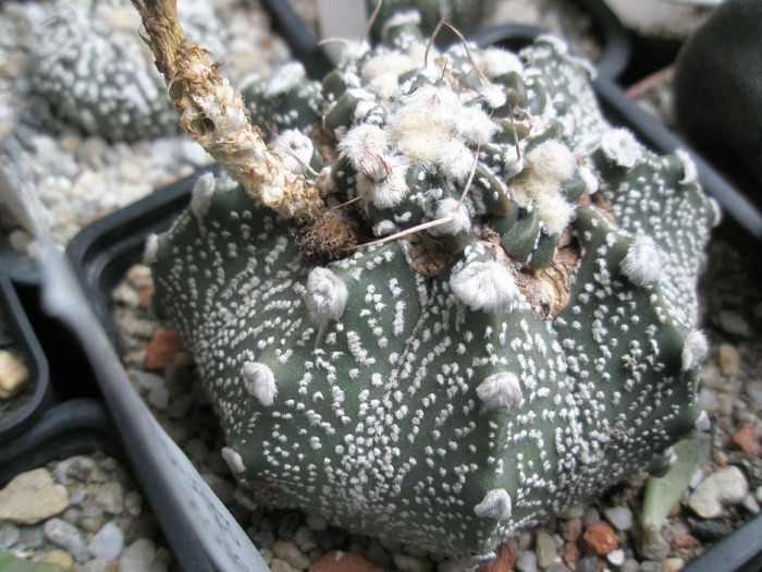 Astrophytum asterias - 05.11 - Astrophytum