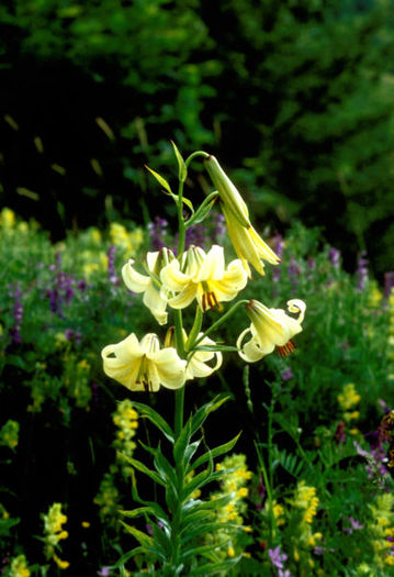 410px-Lil_kesselringianum_01Hab_Tuerkei_Ardahan_Savsat_04_07_94