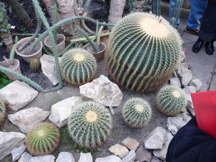 P1010238 - Intalniri cu colectionari de cactusi