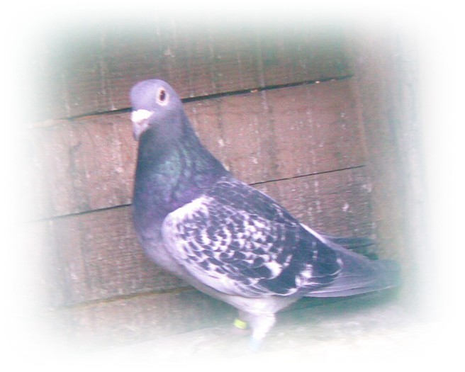Solzata35 - Porumbeii mei - 29 decembrie 2009