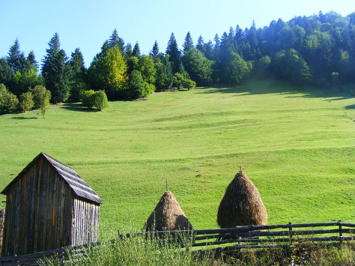 DSCF6287 - muntii Rodnei