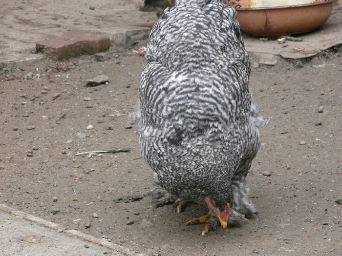 Gaina cochinchina barat - Cochinchina barat