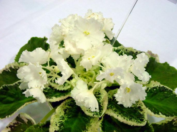 frosted_whisper_2005avsa - violete de pe net