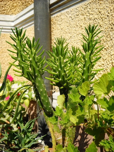 Picture 057 - flori dragute