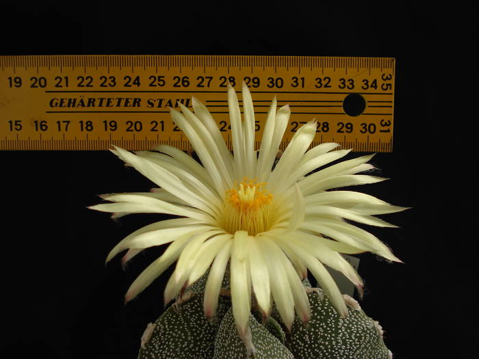 DSC08448 - Cactusi