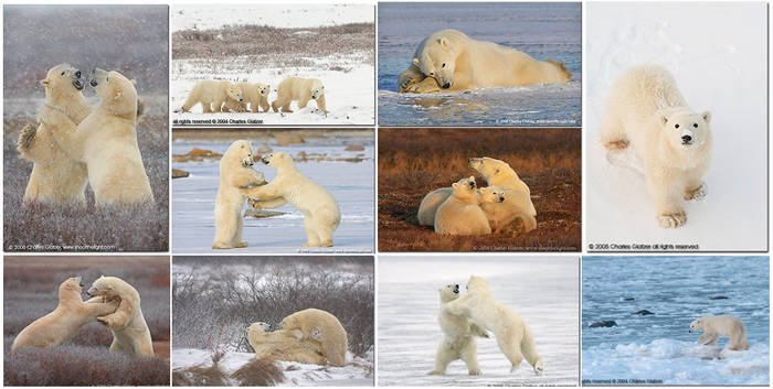 polar - Polar BEARS