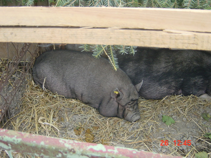 DSC01109 - EXPOZITIA DE LA BUZAU