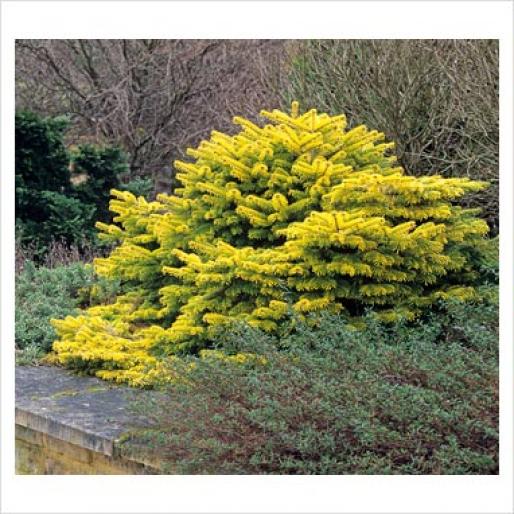 ABIES NORDMANIANA-BRAD DE CAUCAZ - Plante rasinoase