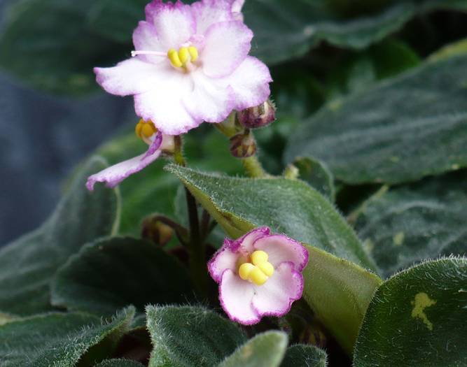 P1130393 - Saintpaulia - violete de camera